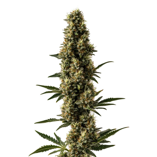 Somango x Sweet Auto (Blimburn Seeds) – offizielles Produktbild