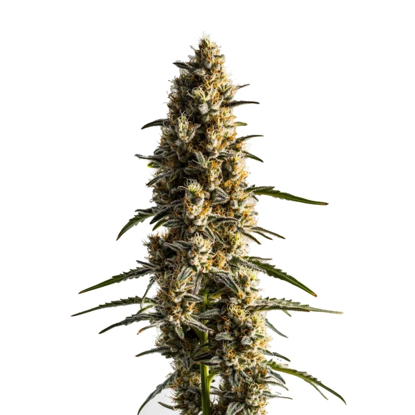 Somango (Blimburn Seeds) – offizielles Produktbild