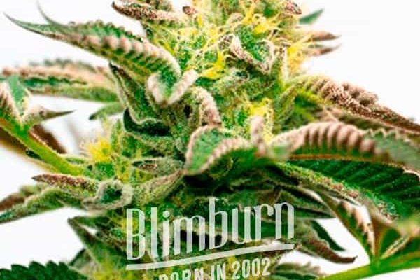 Sour Diesel Kush Regulär (Blimburn Seeds) – offizielles Produktbild