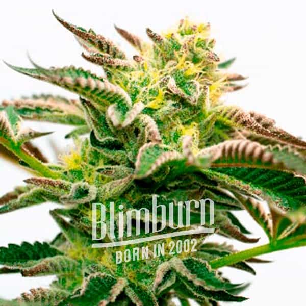 Sour Diesel Kush Regulär (Blimburn Seeds) – offizielles Produktbild