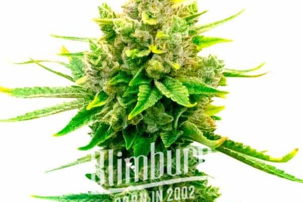 Sour Diesel x OG Kush (Blimburn Seeds) – offizielles Produktbild