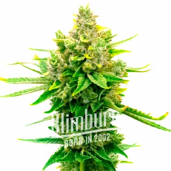 Sour Diesel x OG Kush (Blimburn Seeds) – offizielles Produktbild