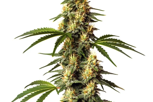 Sour Kush (Blimburn Seeds) – offizielles Produktbild