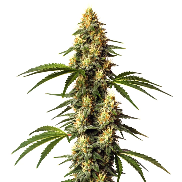 Sour Kush (Blimburn Seeds) – offizielles Produktbild