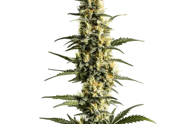 Sour Lemon (Blimburn Seeds) – offizielles Produktbild