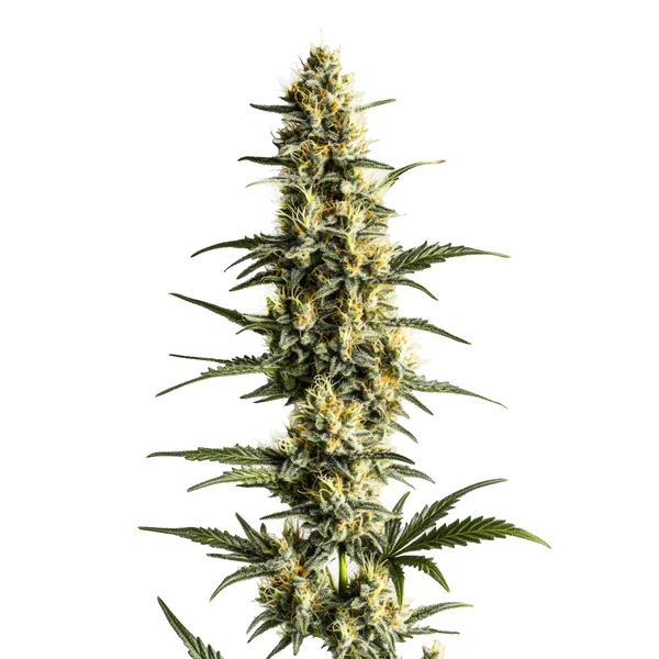 Sour Lemon (Blimburn Seeds) – offizielles Produktbild