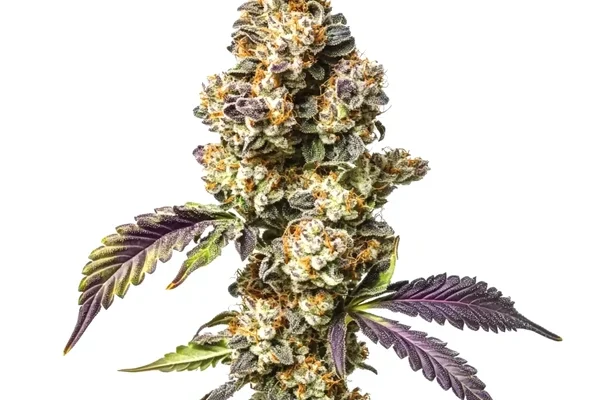 Sour Mac (Blimburn Seeds) – offizielles Produktbild