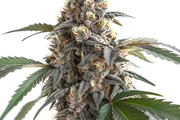 Sour Mac F1 (Blimburn Seeds) – offizielles Produktbild