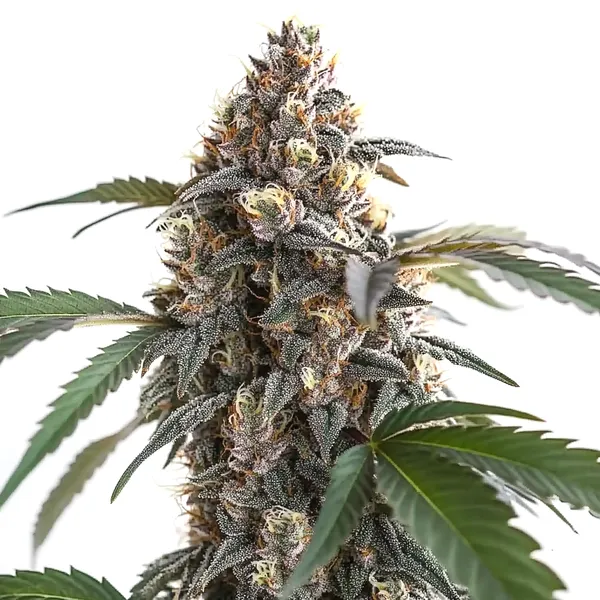 Sour Mac F1 (Blimburn Seeds) – offizielles Produktbild