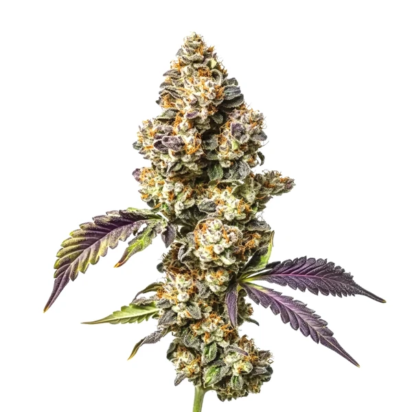 Sour Mac (Blimburn Seeds) – offizielles Produktbild