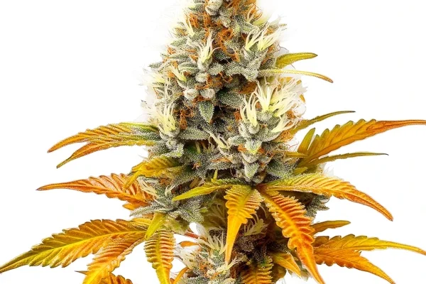 Sour Tangie (Blimburn Seeds) – offizielles Produktbild