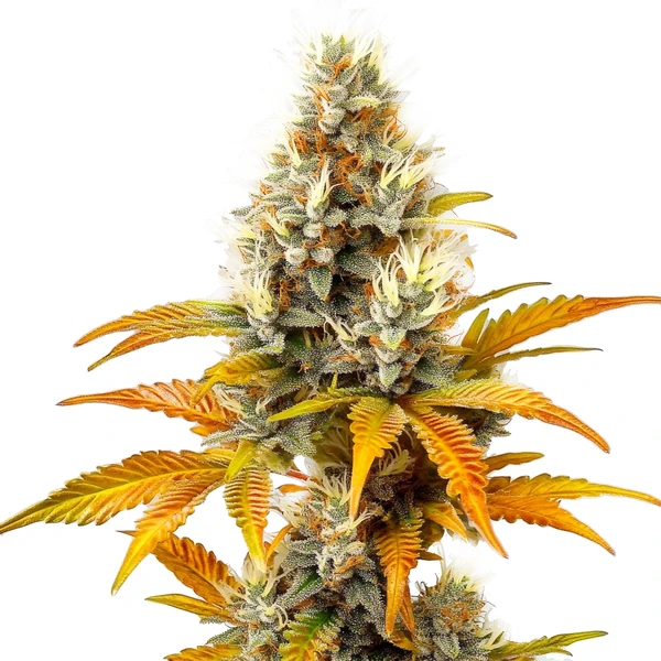 Sour Tangie (Blimburn Seeds) – offizielles Produktbild