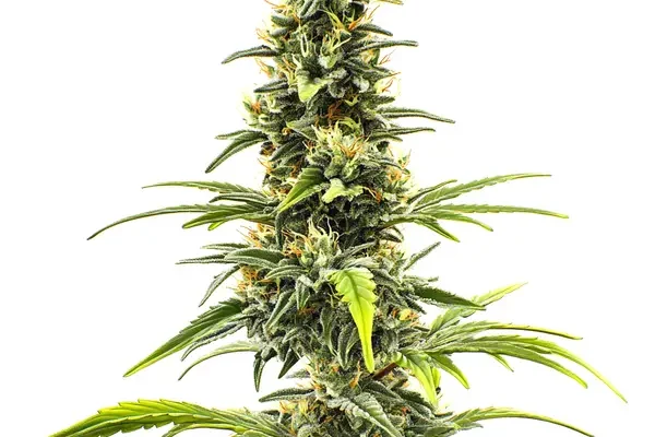 Sour Tsunami (Blimburn Seeds) – offizielles Produktbild