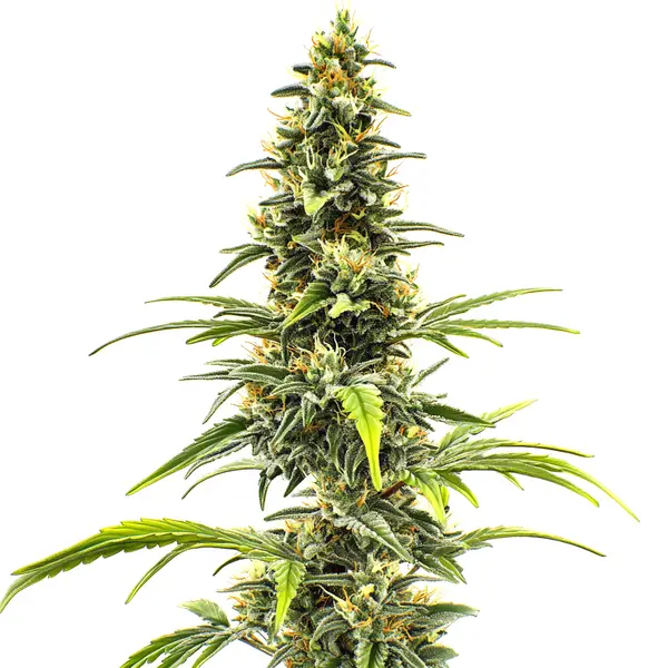 Sour Tsunami (Blimburn Seeds) – offizielles Produktbild