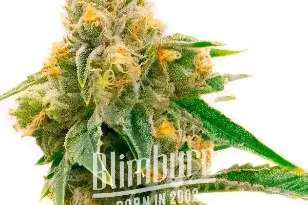 Sour Skies (Blimburn Seeds) – offizielles Produktbild