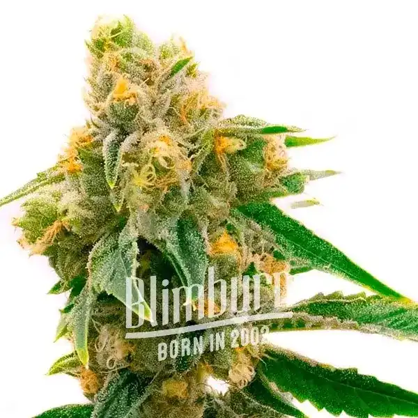 Sour Skies (Blimburn Seeds) – offizielles Produktbild