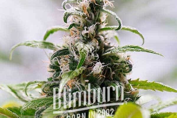 South African (Blimburn Seeds) – offizielles Produktbild
