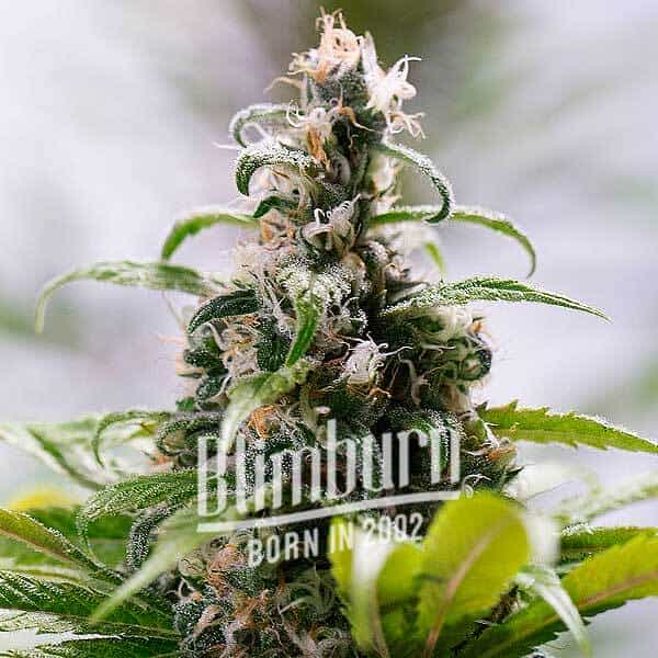 South African (Blimburn Seeds) – offizielles Produktbild