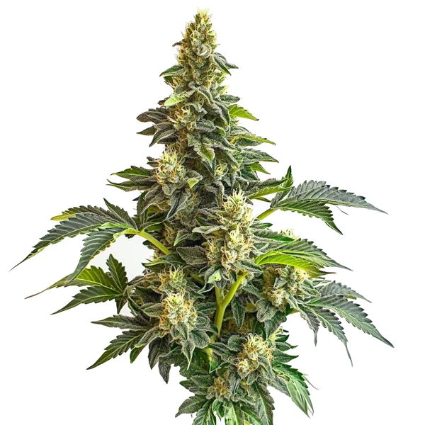 Star Killer x Do-Si-Dos (Blimburn Seeds) – offizielles Produktbild