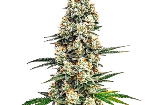 Stardawg (Blimburn Seeds) – offizielles Produktbild