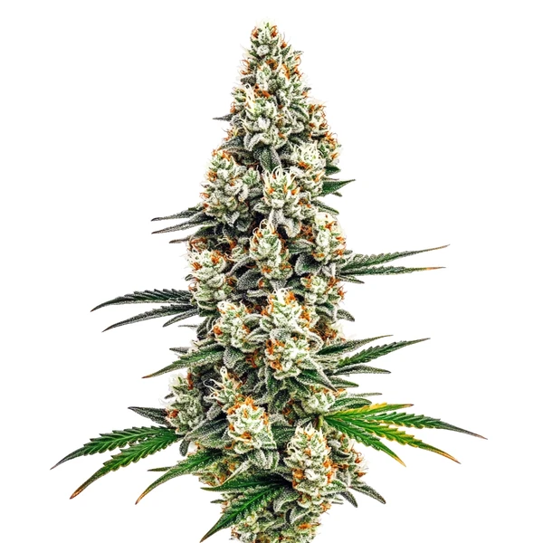 Stardawg (Blimburn Seeds) – offizielles Produktbild