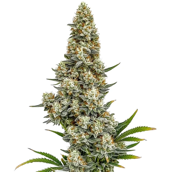 Stardawg Auto (Blimburn Seeds) – offizielles Produktbild