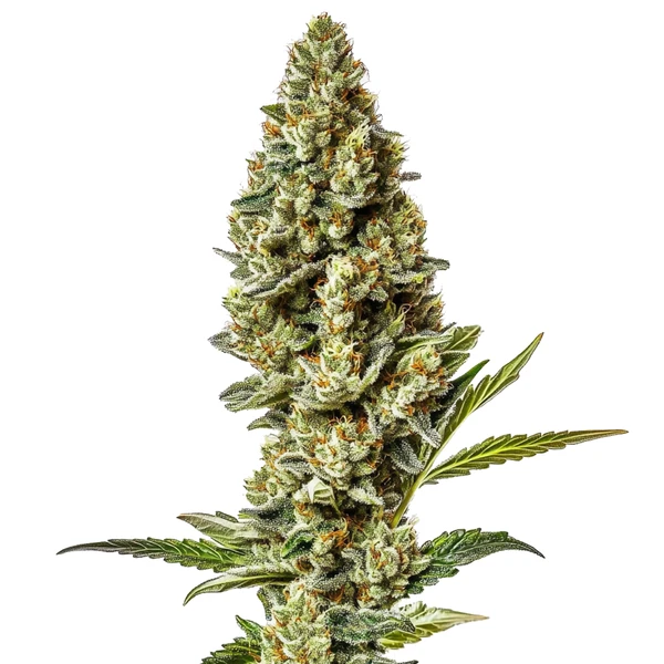 Stardawg Regulär (Blimburn Seeds) – offizielles Produktbild