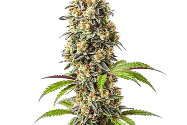 Strawberry (Blimburn Seeds) – offizielles Produktbild