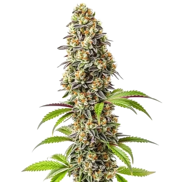 Strawberry (Blimburn Seeds) – offizielles Produktbild