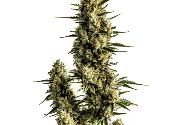 Strawberry Banana Auto (Blimburn Seeds) – offizielles Produktbild