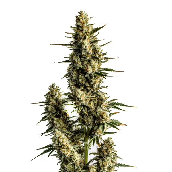 Strawberry Banana Auto (Blimburn Seeds) – offizielles Produktbild
