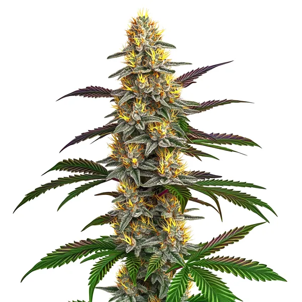 Strawberry Banana (Blimburn Seeds) – offizielles Produktbild