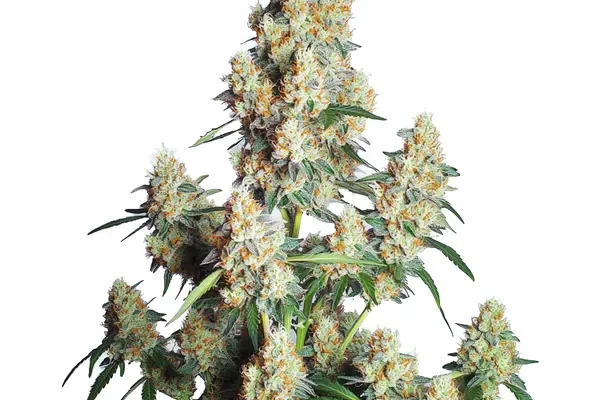 Strawberry Cheese Auto (Blimburn Seeds) – offizielles Produktbild