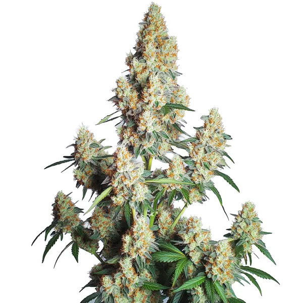 Strawberry Cheese Auto (Blimburn Seeds) – offizielles Produktbild