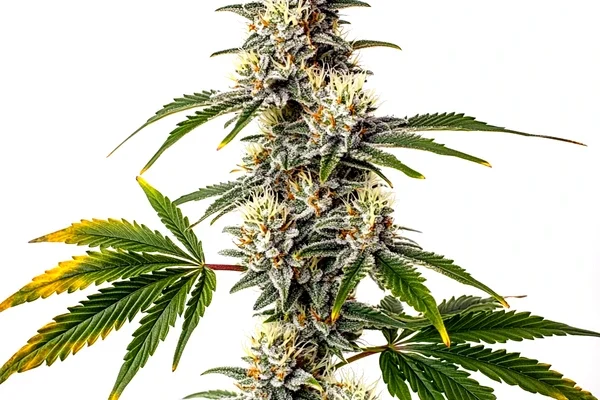 Strawberry Diesel (Blimburn Seeds) – offizielles Produktbild