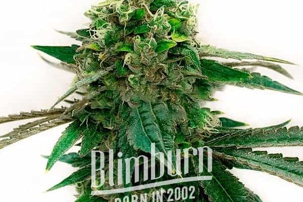 Strawberry Gum Auto (Blimburn Seeds) – offizielles Produktbild