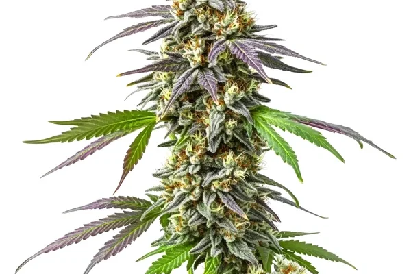 Strawberry Haze (Blimburn Seeds) – offizielles Produktbild