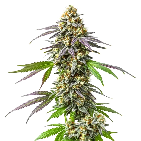 Strawberry Haze (Blimburn Seeds) – offizielles Produktbild