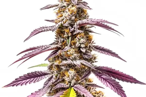 Strawberry Haze Auto F1 (Blimburn Seeds) – offizielles Produktbild