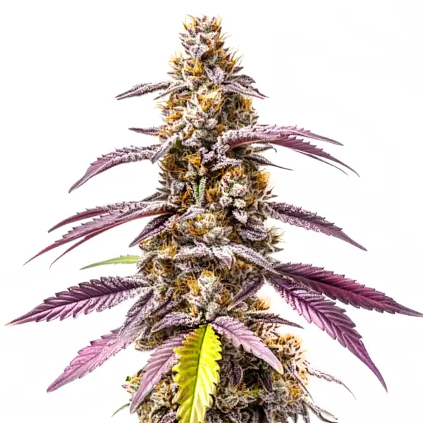 Strawberry Haze Auto F1 (Blimburn Seeds) – offizielles Produktbild
