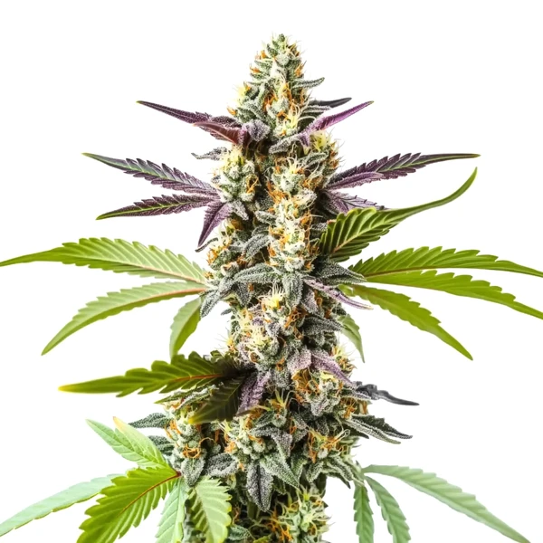Strawberry Kush (Blimburn Seeds) – offizielles Produktbild