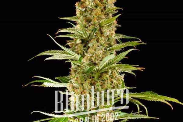 Sugar Fruit (Blimburn Seeds) – offizielles Produktbild