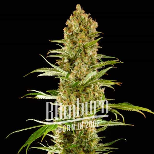 Sugar Fruit (Blimburn Seeds) – offizielles Produktbild