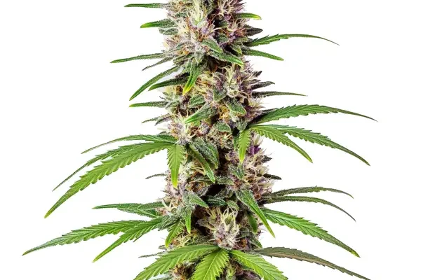 Sugar Haze Schnellversion (Blimburn Seeds) – offizielles Produktbild