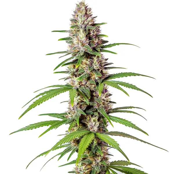Sugar Haze Schnellversion (Blimburn Seeds) – offizielles Produktbild