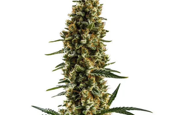 Sugar Haze Regulär (Blimburn Seeds) – offizielles Produktbild