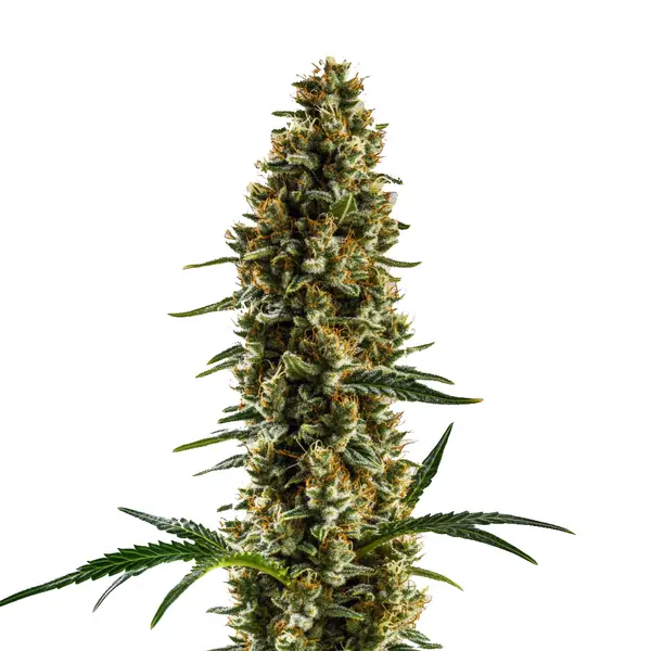 Sugar Haze Regulär (Blimburn Seeds) – offizielles Produktbild