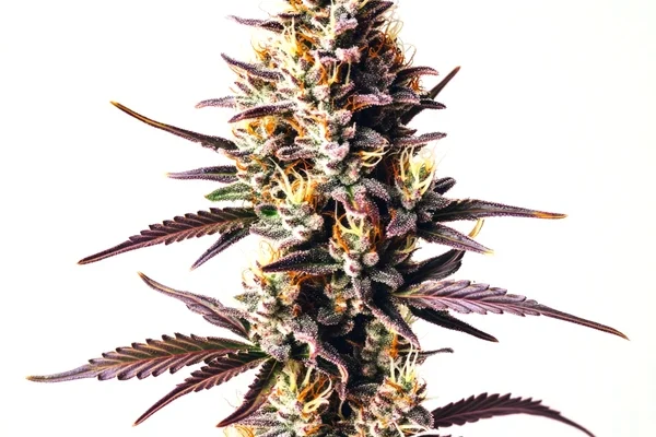 Sunset Sherbet (Blimburn Seeds) – offizielles Produktbild