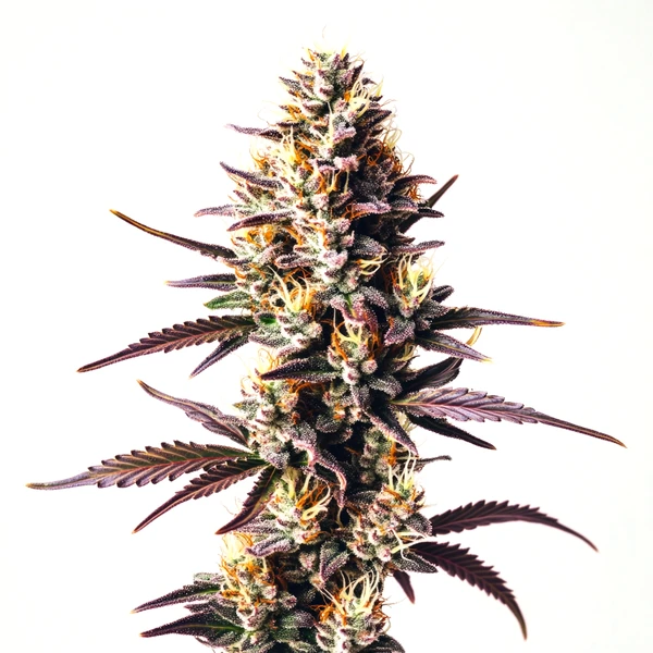 Sunset Sherbet (Blimburn Seeds) – offizielles Produktbild