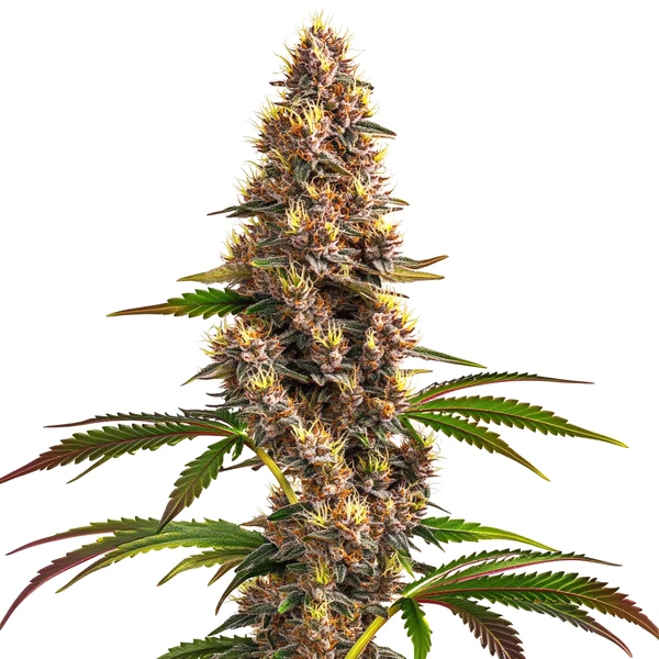 Super Boof Strain (Blimburn Seeds) – offizielles Produktbild